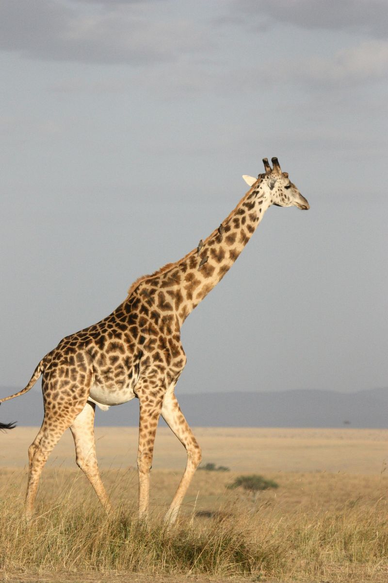  descriptive view of an african giraffe roaming the savannah