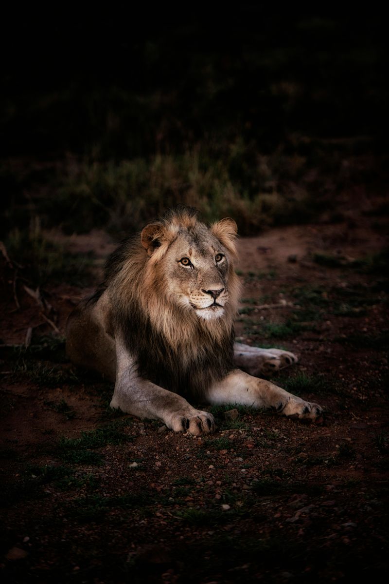  descriptive view of a male african lion resting on the grassland
